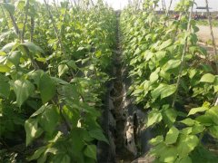 蔬菜種植基地二十五