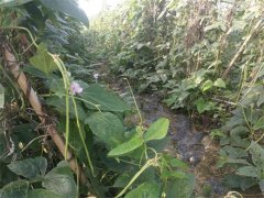 蔬菜種植基地二十九